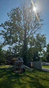 An aerial lift positioned under a large tree, ready for trimming or removal services by Mike's tree service in St. Louis, MO.