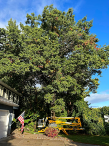 A yellow aerial lift positioned next to a large tree, ready for professional tree trimming services by Wyn Tree Service in Grand Rapids, MI.