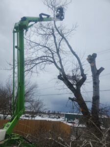 An aerial lift with a worker trimming a bare tree, with cut branches on the ground, by Loughnan Logging-Tree Service in Spokane Valley, WA.