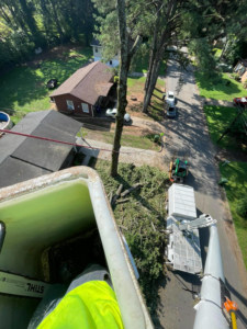 An aerial view from a bucket truck showing tree chipping and removal by SDV professional tree service llc in Fyffe, AL.