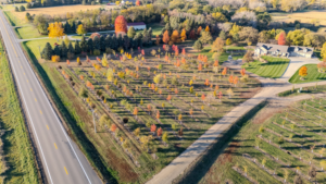 An aerial view of a tree nursery with rows of young trees showing fall colors by Hartington Tree in Yankton, SD.