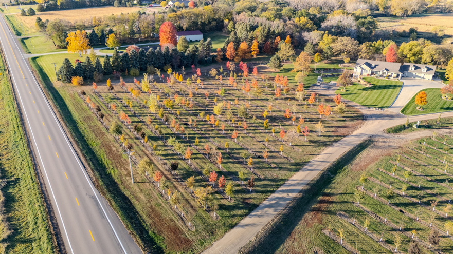 An aerial view of a tree nursery with rows of young trees showing fall colors by Hartington Tree in Yankton, SD.