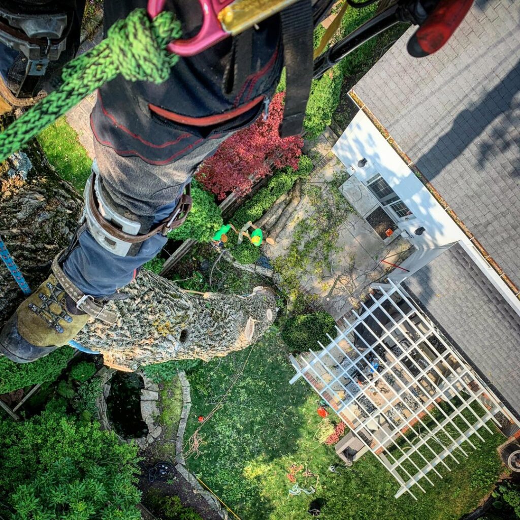 An aerial view from a tree showing a residential backyard with tree removal work in progress by Lake Forest Tree Service LLC in Milwaukee, WI.