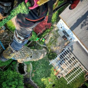 An aerial view from a tree showing a residential backyard with tree removal work in progress by Lake Forest Tree Service LLC in Milwaukee, WI.