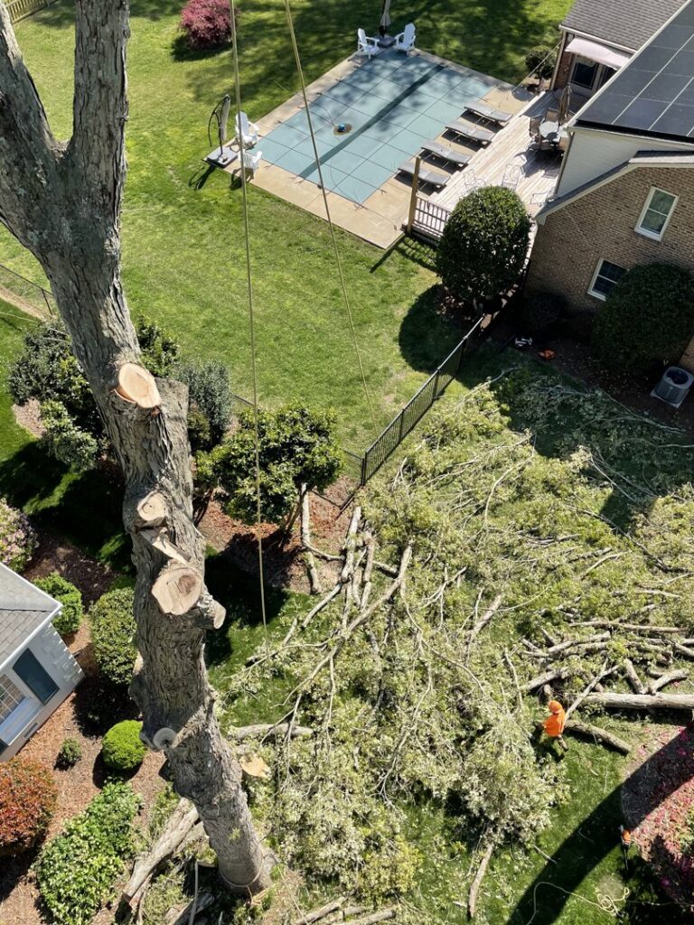 An aerial view of tree removal and cleanup in progress, with a worker and cut branches, by Treetop's Tree Service in Chesapeake, VA.