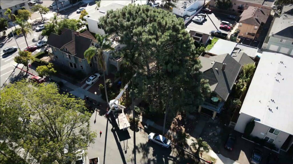 An aerial view of a large tree and a crane truck on a residential street, indicating tree removal by LC Tree Service in San Diego, CA.