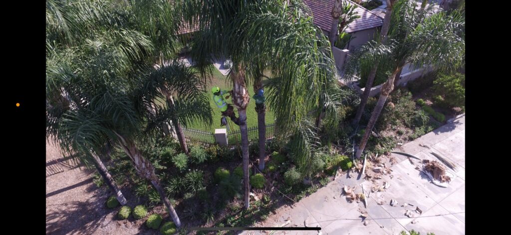 An aerial view of two workers from Reg's Tree Service trimming palm trees, with trimmed fronds on the ground in Anaheim, CA.