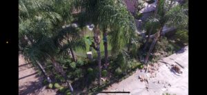 An aerial view of two workers from Reg's Tree Service trimming palm trees, with trimmed fronds on the ground in Anaheim, CA.