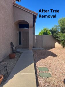 A residential front yard after professional tree removal by Alia's Tree Services And Landscaping in Phoenix, AZ.