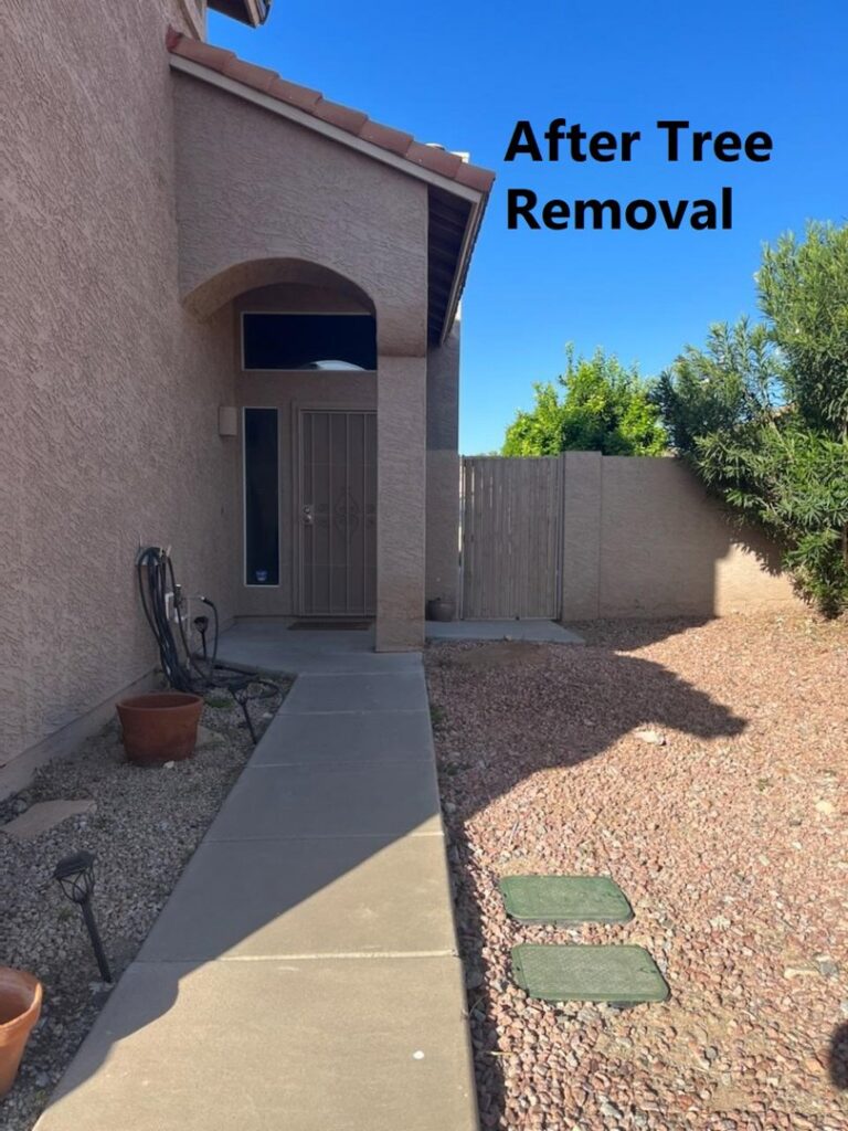 A residential front yard after professional tree removal by Alia's Tree Services And Landscaping in Phoenix, AZ.