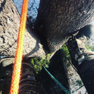 View looking down at an arborist's boots and climbing ropes while working in a tree for Arborist Matt Cole in Brewer, ME.