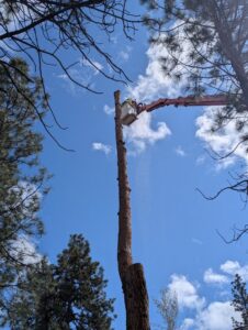 An arborist in a bucket lift performing tree removal on a tall tree for Mountain Tree Company in Missoula, MT.