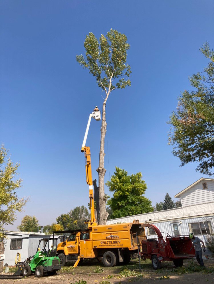 An arborist in a bucket lift trimming a tall tree with a chipper on the ground for Northern Colorado Tree Service in Fort Collins, CO.