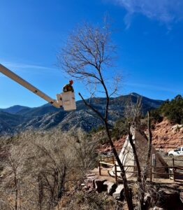 Arborist in a bucket truck trimming a bare tree with mountains for Tall Timbers Tree & Shrub Service in Colorado Springs, CO.