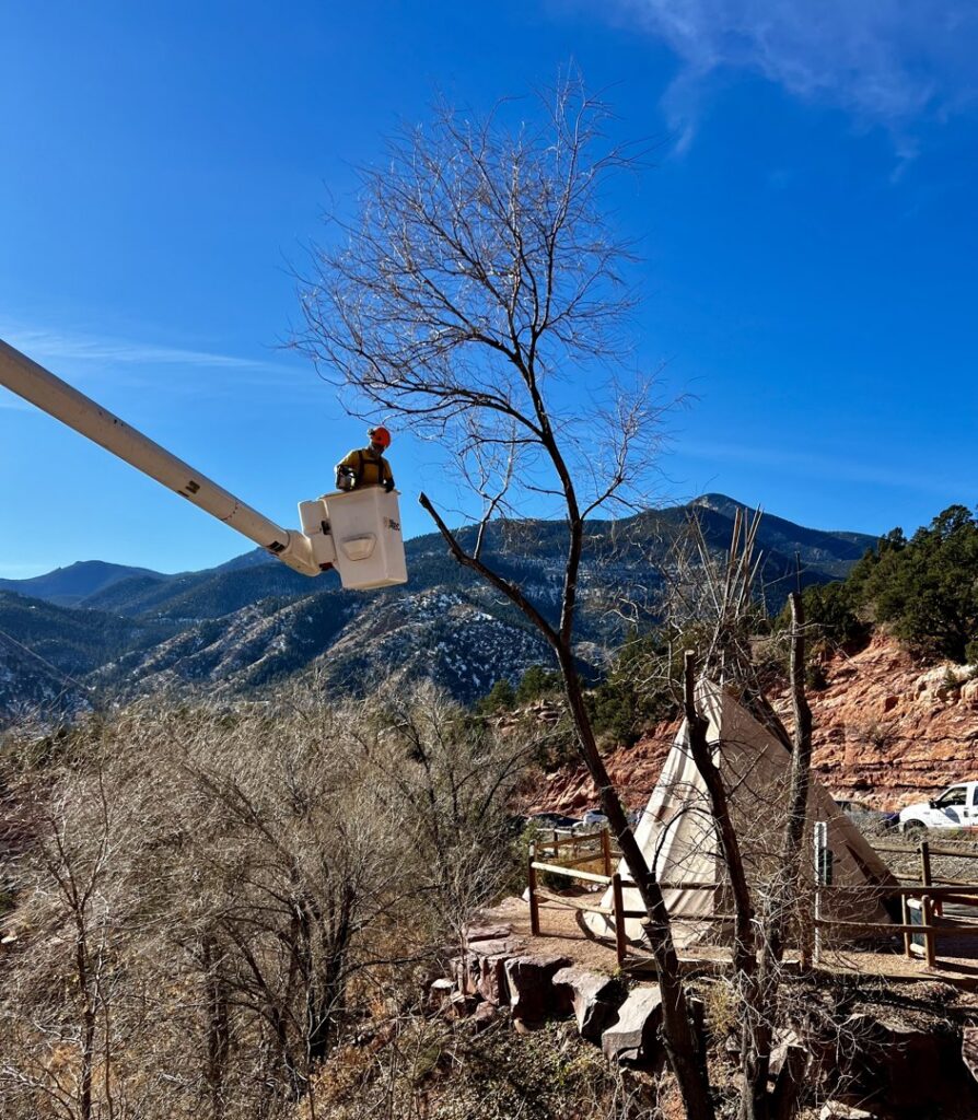 Arborist in a bucket truck trimming a bare tree with mountains for Tall Timbers Tree & Shrub Service in Colorado Springs, CO.