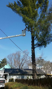 An arborist from Urban Forestry, Inc. using a bucket truck to trim a tall pine tree in Vinton, VA.