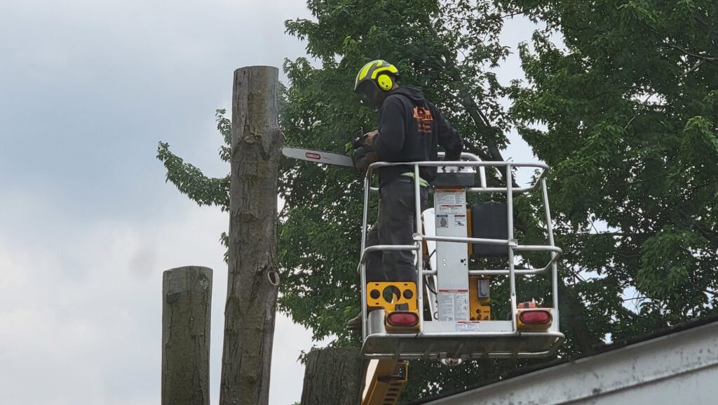 An arborist using a chainsaw from a bucket lift to remove a tree section for L. Moore Tree Service in Auburn, NY.