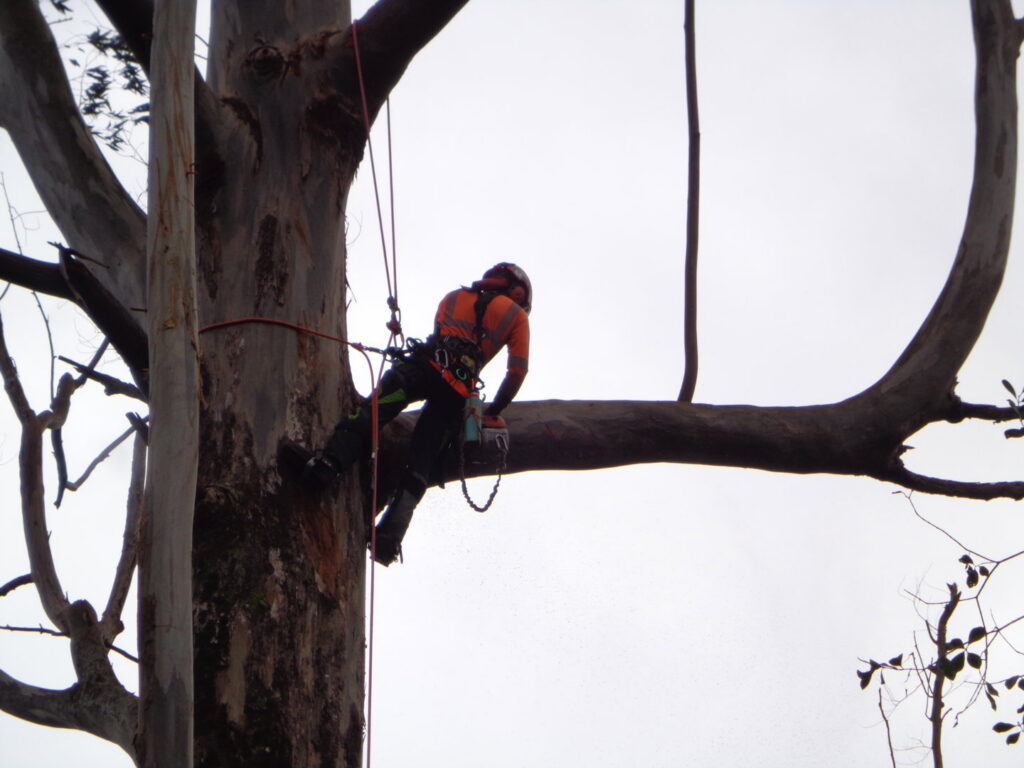 An arborist in climbing gear using a chainsaw to cut a tree branch, performing professional tree services for Island Treescape in Ninole, HI.