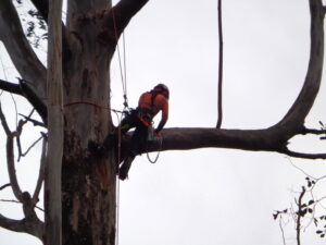 An arborist in climbing gear using a chainsaw to cut a tree branch, performing professional tree services for Island Treescape in Ninole, HI.