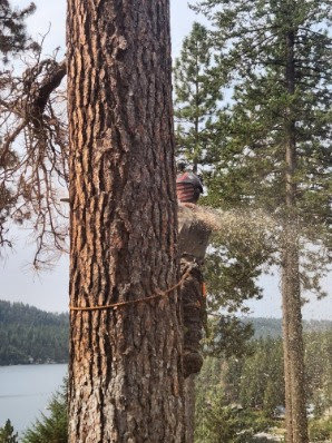 An arborist high in a tree using a chainsaw to cut branches, with wood chips flying, for Loughnan Logging-Tree Service in Spokane Valley, WA.