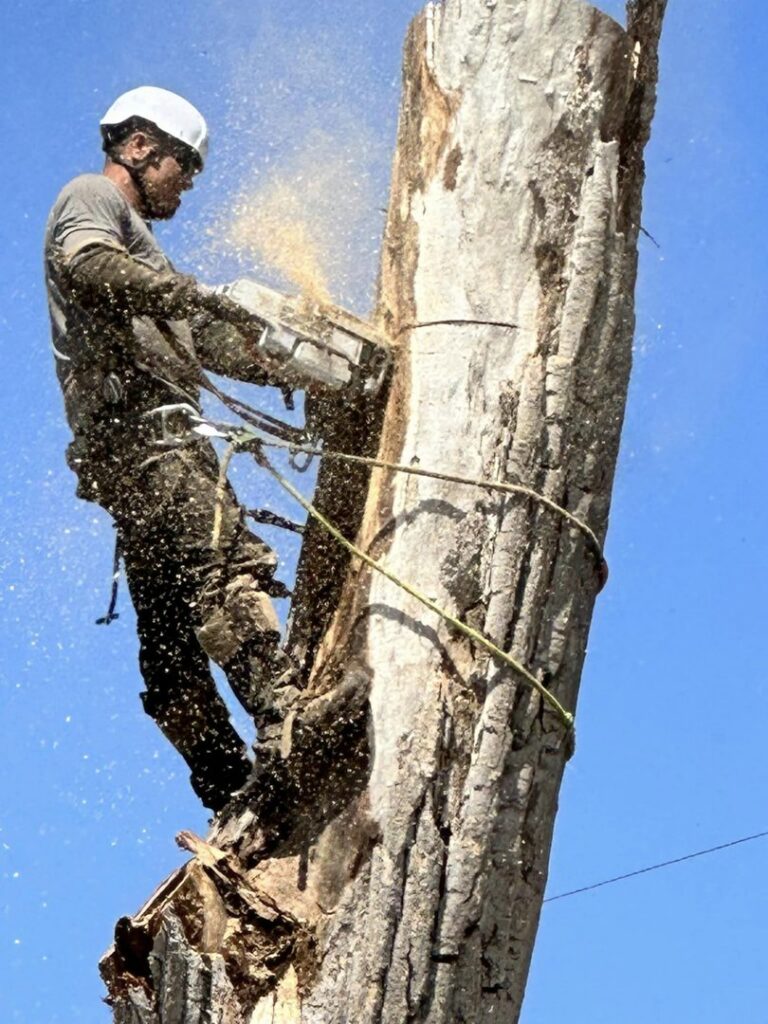 An arborist from Hunter Tree Services using a chainsaw to cut a large tree trunk while suspended in Nampa, ID.