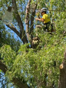An arborist from Slim's Tree Care, secured with ropes, using a chainsaw to trim branches high in a leafy tree in West Fargo, ND.