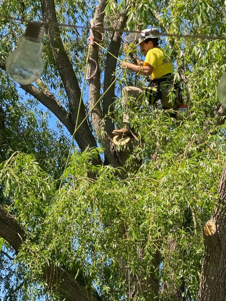 An arborist from Slim's Tree Care, secured with ropes, using a chainsaw to trim branches high in a leafy tree in West Fargo, ND.