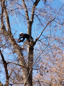 An arborist with a chainsaw high in a bare tree, performing work for Tapson's Tree Service in Boise, ID.