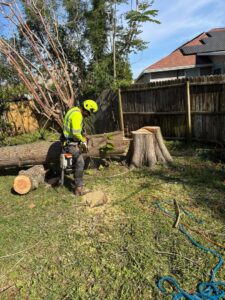 An arborist in safety gear using a chainsaw to cut a large log on the ground, showing tree processing by Souza & Son's Tree Service in Jacksonville, FL.
