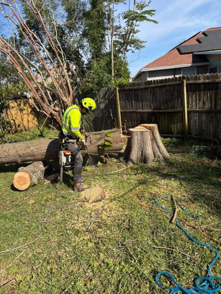 An arborist in safety gear using a chainsaw to cut a large log on the ground, showing tree processing by Souza & Son's Tree Service in Jacksonville, FL.