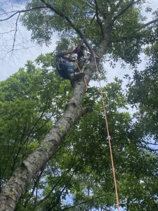 An arborist safely climbing a tree with a chainsaw, ready to perform tree services for Sunny Meadows Land and Tree LLC in Birmingham, AL
