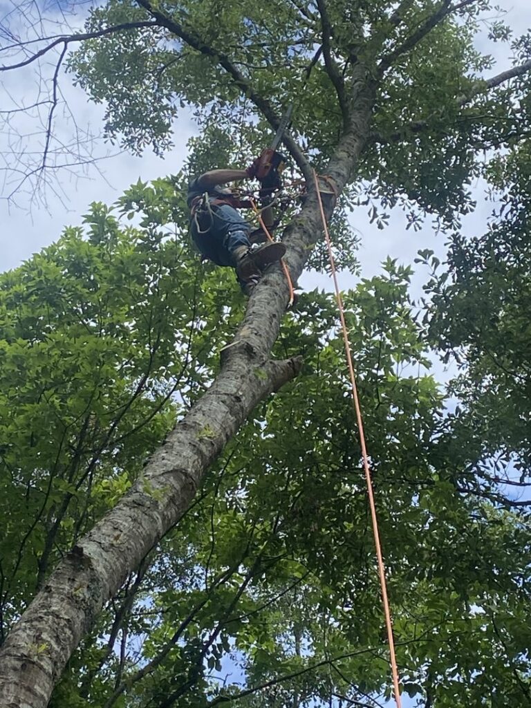 An arborist safely climbing a tree with a chainsaw, ready to perform tree services for Sunny Meadows Land and Tree LLC in Birmingham, AL