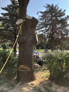 An arborist using a chainsaw to cut a large tree trunk, demonstrating professional tree cutting by ArborMaster Tree Service Sioux Falls SD.
