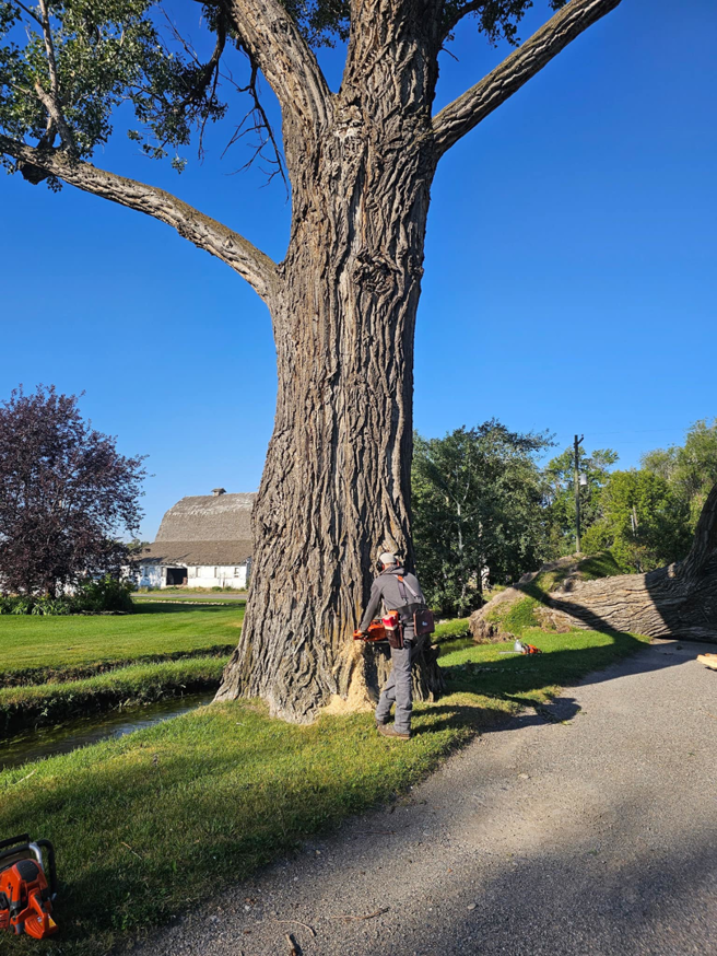 An arborist using a chainsaw to cut the base of a large tree for Ashton Tree Service in Rexburg, ID.