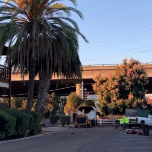 An arborist high in a tree using a chainsaw to cut branches, performing tree service for Salcedo Tree Service Inc in San Diego, CA.