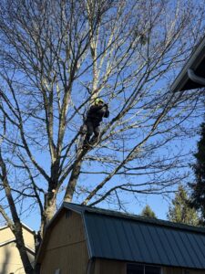 An arborist using a chainsaw to prune branches high in a bare tree for AA Tree Service in Kent, WA.