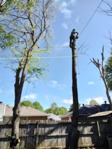 An arborist using a chainsaw for tree removal services by Apex Tree Service, LLC in Huntsville, AL.