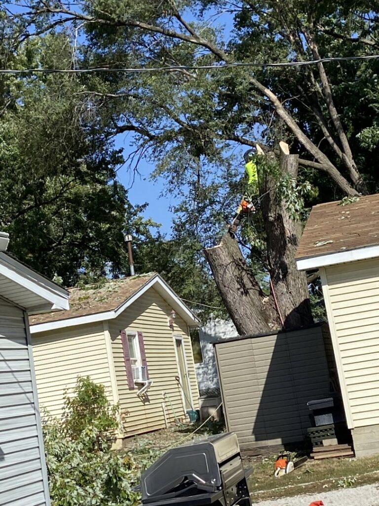 An arborist from Capital Tree Company using a chainsaw for tree removal in Des Moines, IA.