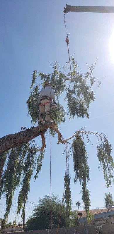 An arborist on a large tree branch, secured by a crane, using a chainsaw for tree removal by Arizona Yard Maintenance in Apache Junction, AZ.