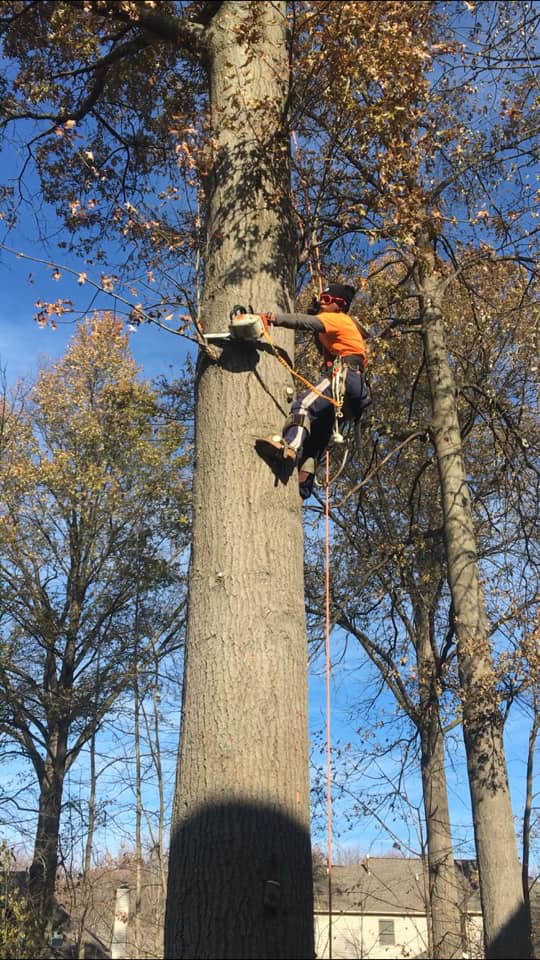 An arborist from Danny's Tree Service using a chainsaw to remove a large tree branch in Kansas City, KS.