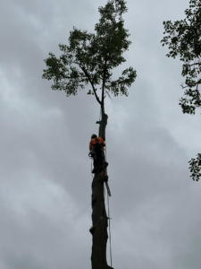 An arborist from Dusang Tree Service using a chainsaw while working high on a tree for removal in Greenfield, IN.
