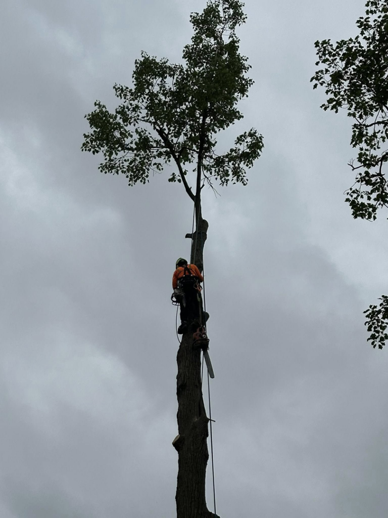 An arborist from Dusang Tree Service using a chainsaw while working high on a tree for removal in Greenfield, IN.