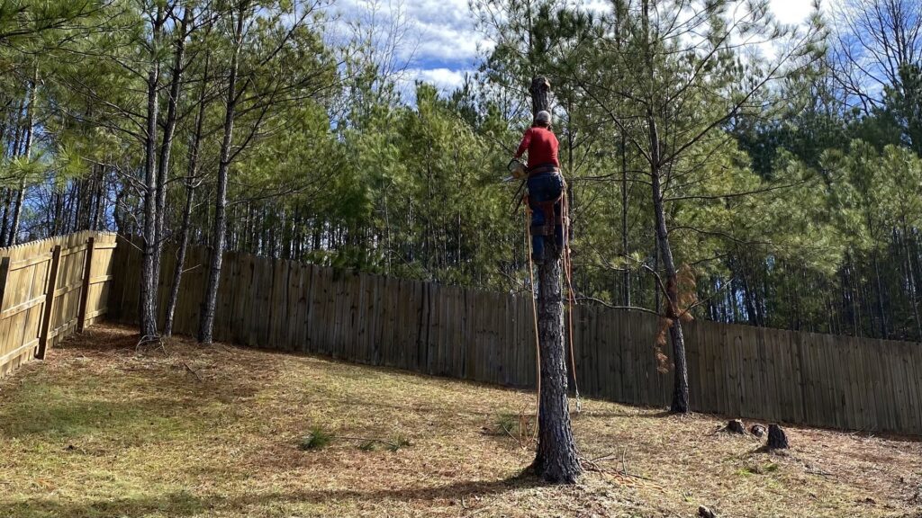 An arborist using a chainsaw while secured high in a tree, performing tree removal services for Log and Leaf Tree Service in Hoover, AL.