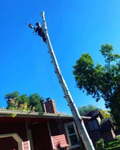 An arborist using a chainsaw high in a tree for removal by Northern Colorado Tree Service in Fort Collins, CO.