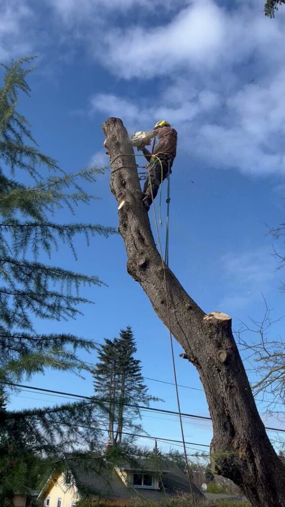An arborist from Sound Tree Care LLC in Seattle, WA, using a chainsaw high in a tree for professional tree removal or pruning.