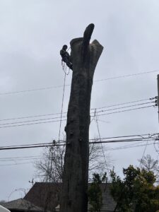 A Triple A Tree Service PA arborist using a chainsaw for tree removal in Philadelphia, PA.