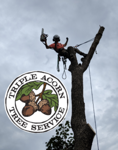 An arborist from Triple Acorn Tree Service in Portland, OR, safely removing a tree section with a chainsaw.
