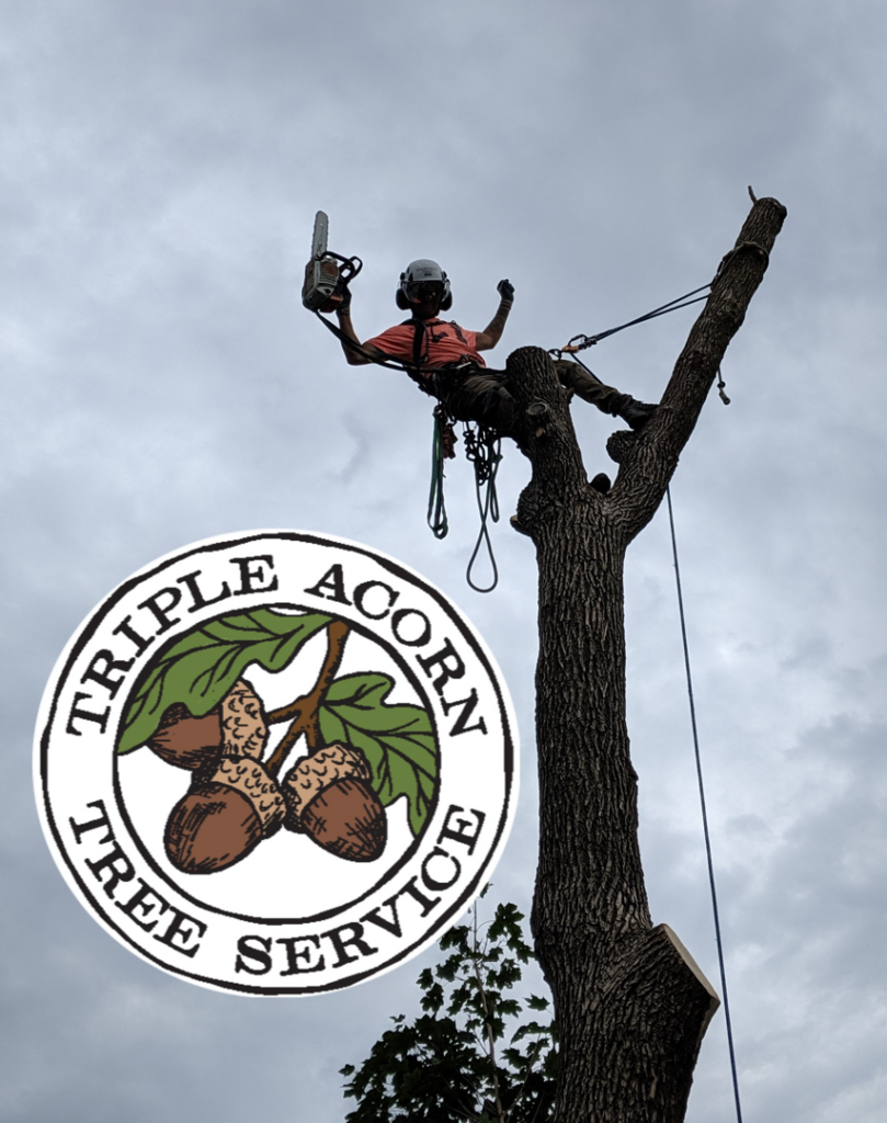 An arborist from Triple Acorn Tree Service in Portland, OR, safely removing a tree section with a chainsaw.