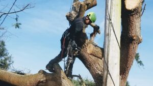 An arborist with a chainsaw performing tree trimming high up in a tree for AA Tree Service in Kent, WA.
