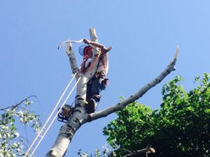 An arborist from American Tree Service, Inc. with a chainsaw performing tree trimming in Coventry, RI.